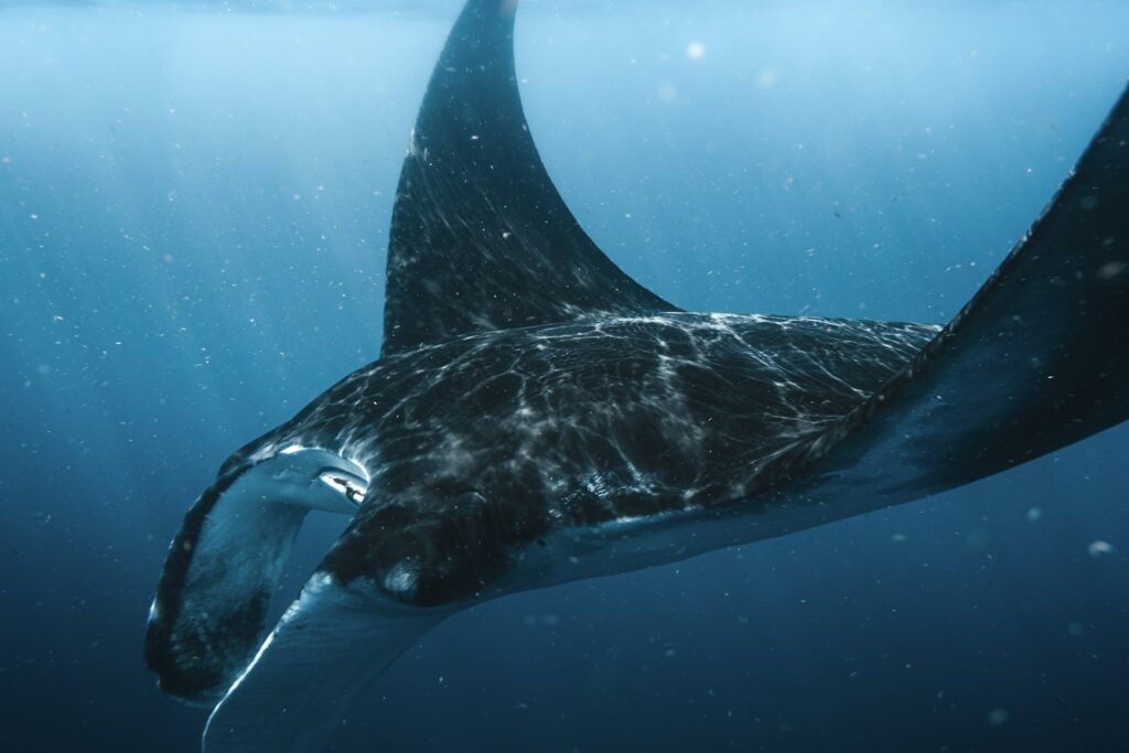 Best Month for Manta Rays in Komodo: What the Conflicting Claims Actually Show