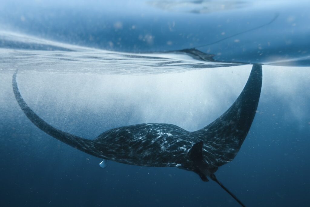 Can You Snorkel With Manta Rays in Komodo? Yes — Here’s Exactly How