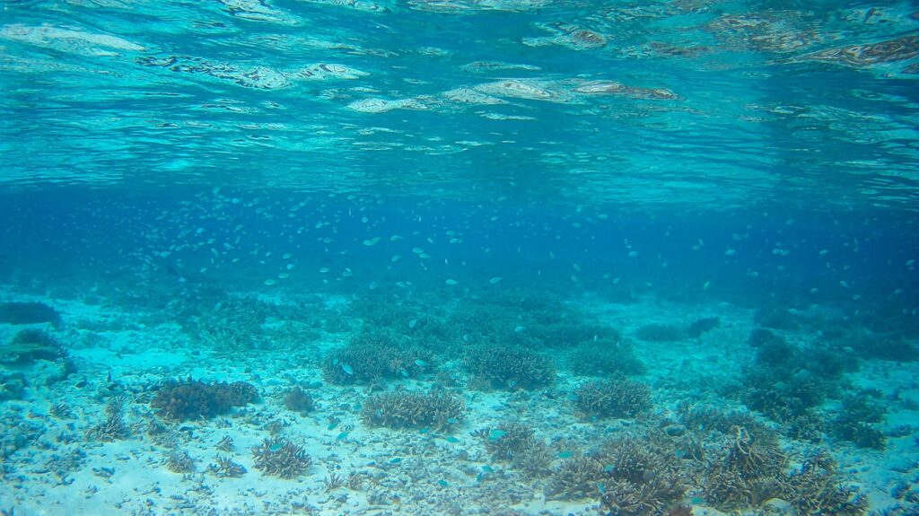 Do Guides Get In the Water With You on Komodo Snorkeling Tours?
