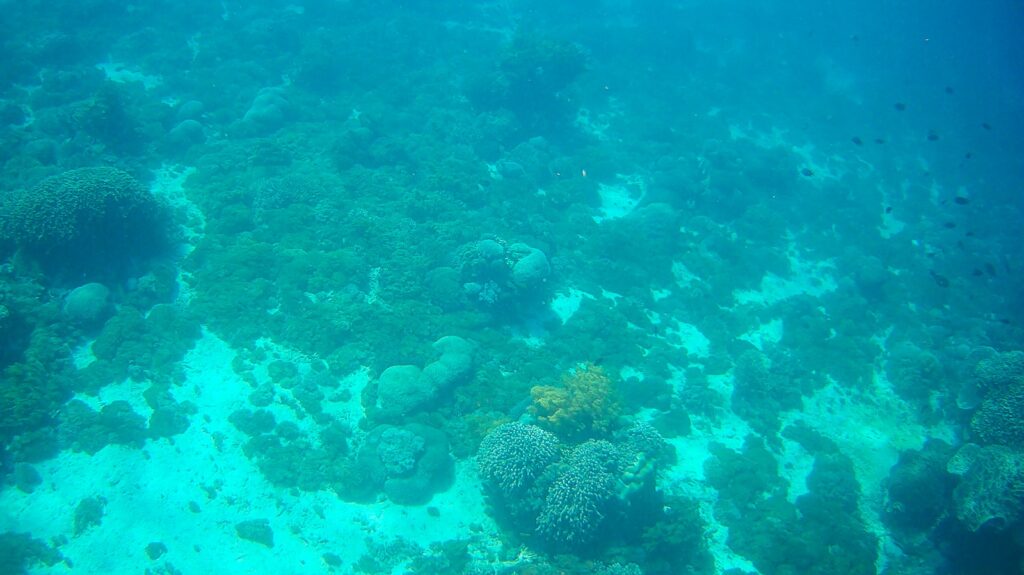 Drift Snorkeling in Komodo: What to Expect Your First Time