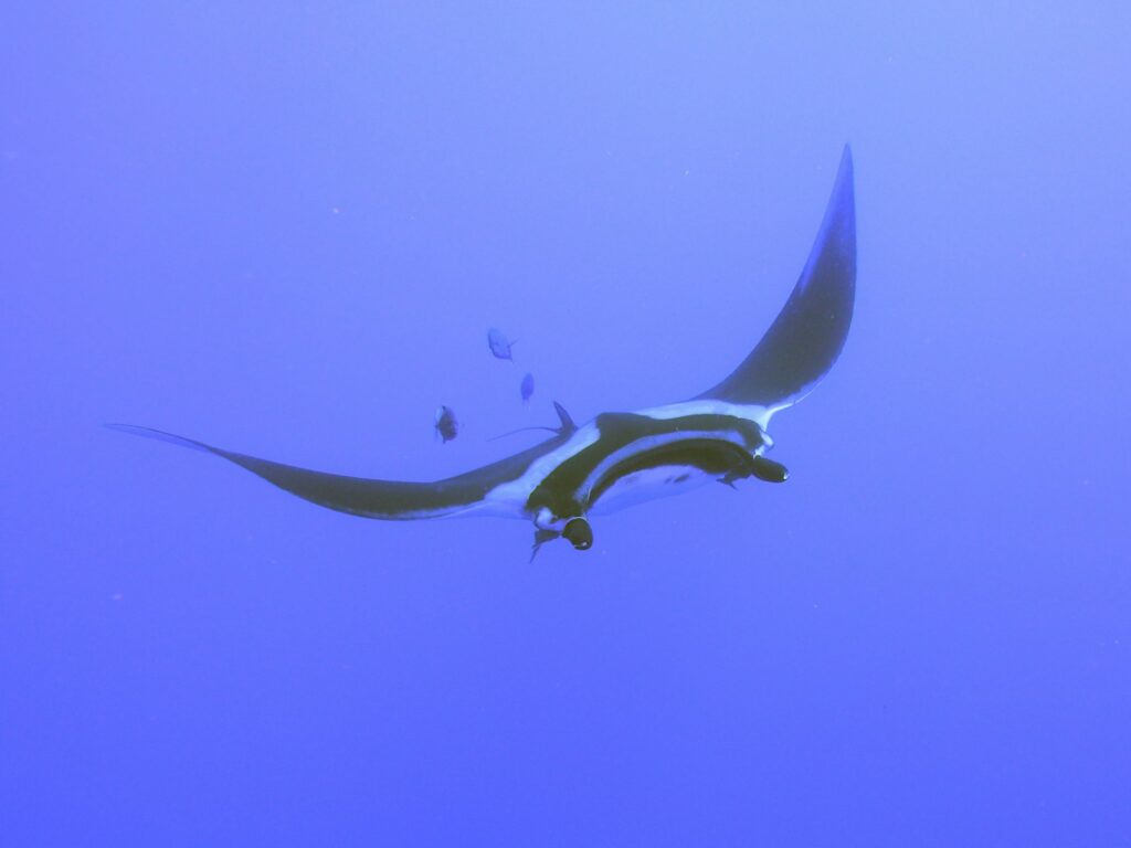 Is Manta Point Safe for Snorkelers? An Honest Current-by-Current Answer