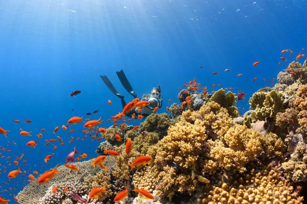 Komodo Water Visibility by Month: Typical Reported Ranges for Snorkelers