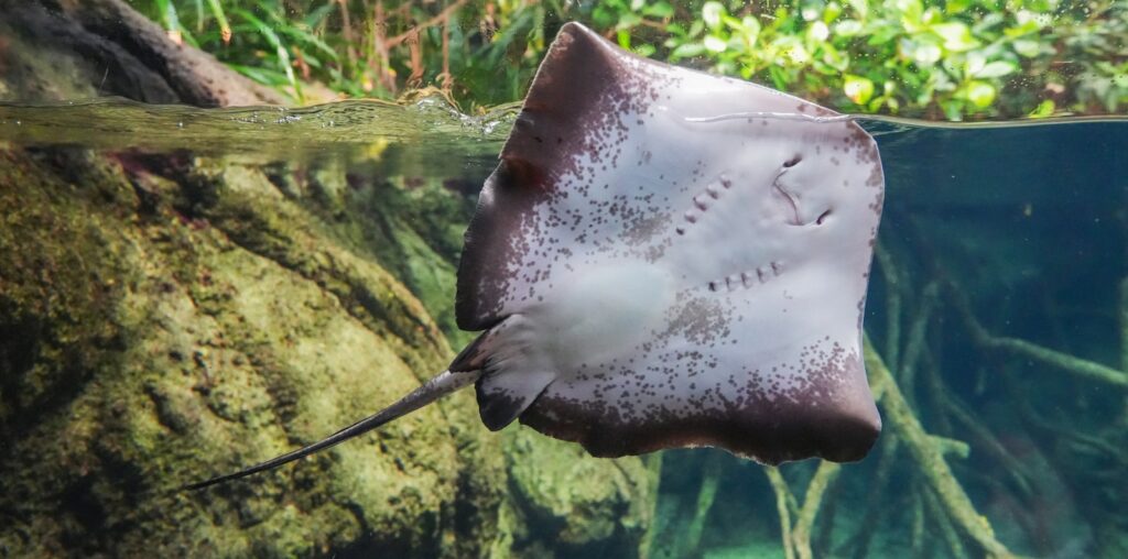 Manta Point: Snorkeling vs Diving — Who Actually Gets the Better View?