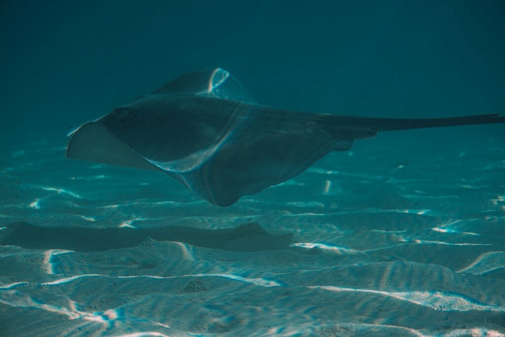 Manta Ray Code of Conduct for Snorkelers: The Full Rules, Not One-Liners