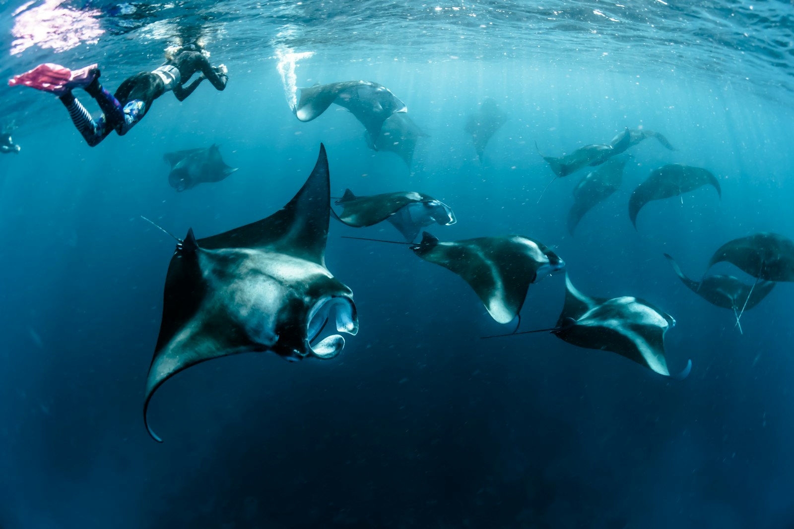 Manta Snorkeling