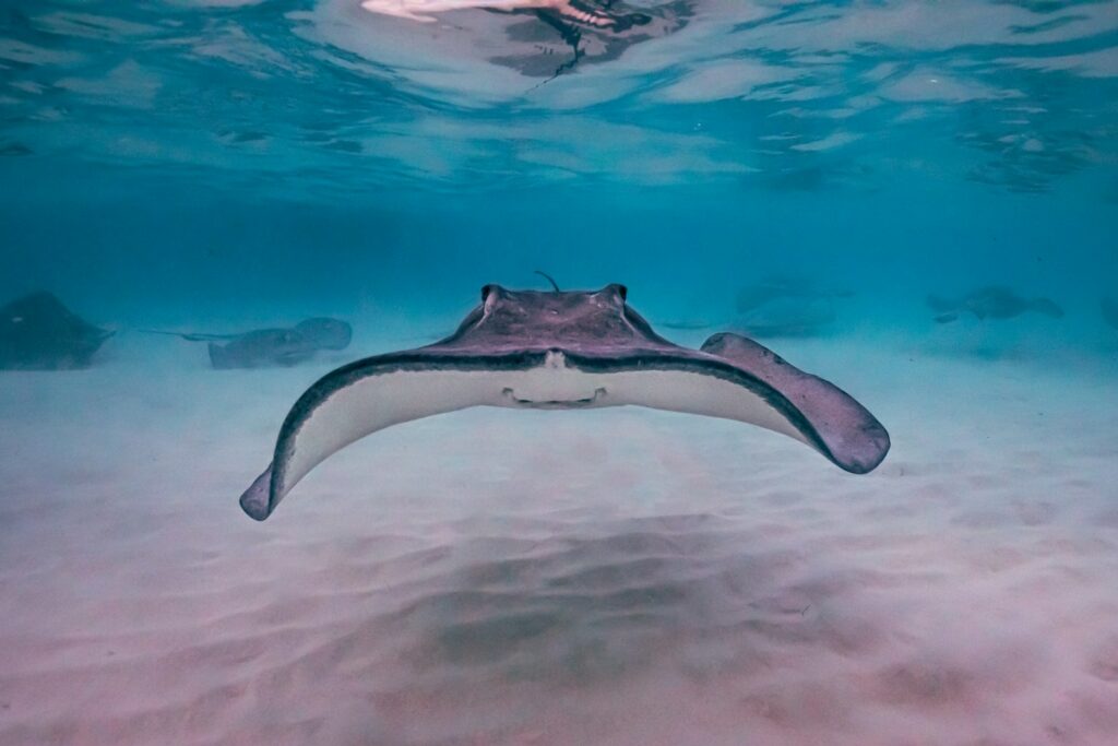 Pink Beach Current: The Snorkeling Warning No Tour Page Mentions