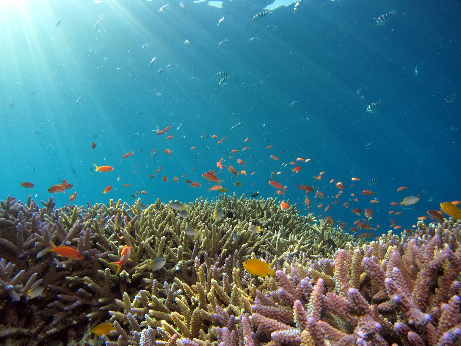 Snorkeling vs Diving