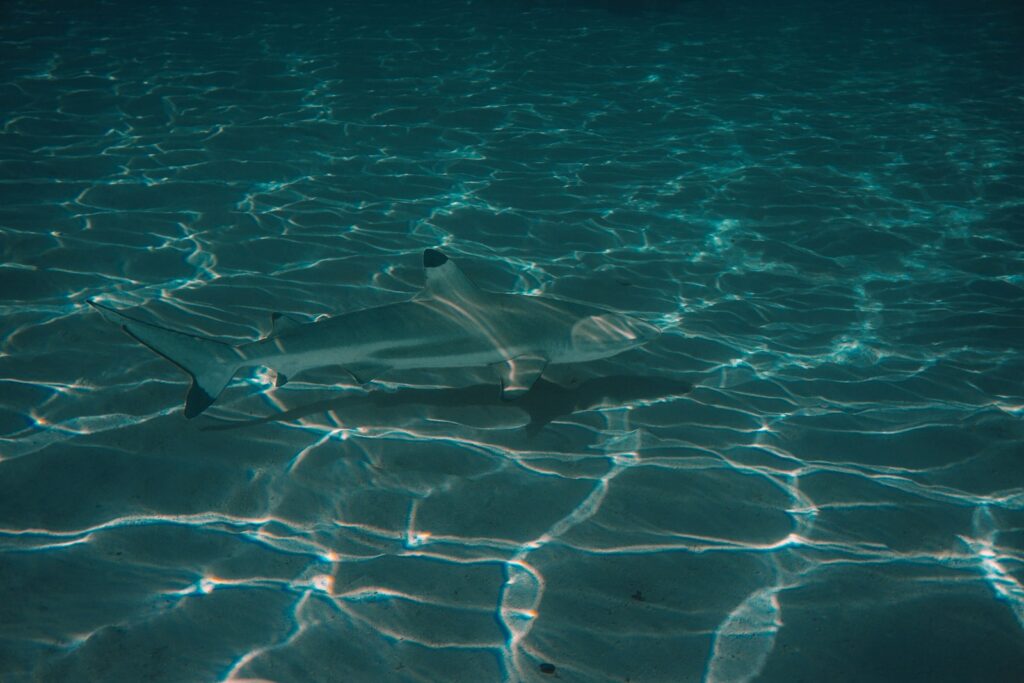 Speedboat vs Slow Boat for Komodo Snorkeling: Where Your Hours Go